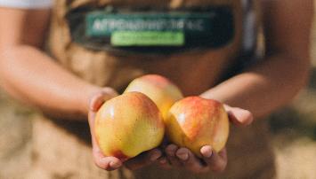 «Агрокомплекс» планирует собрать  порядка 15 тыс. тонн яблок
